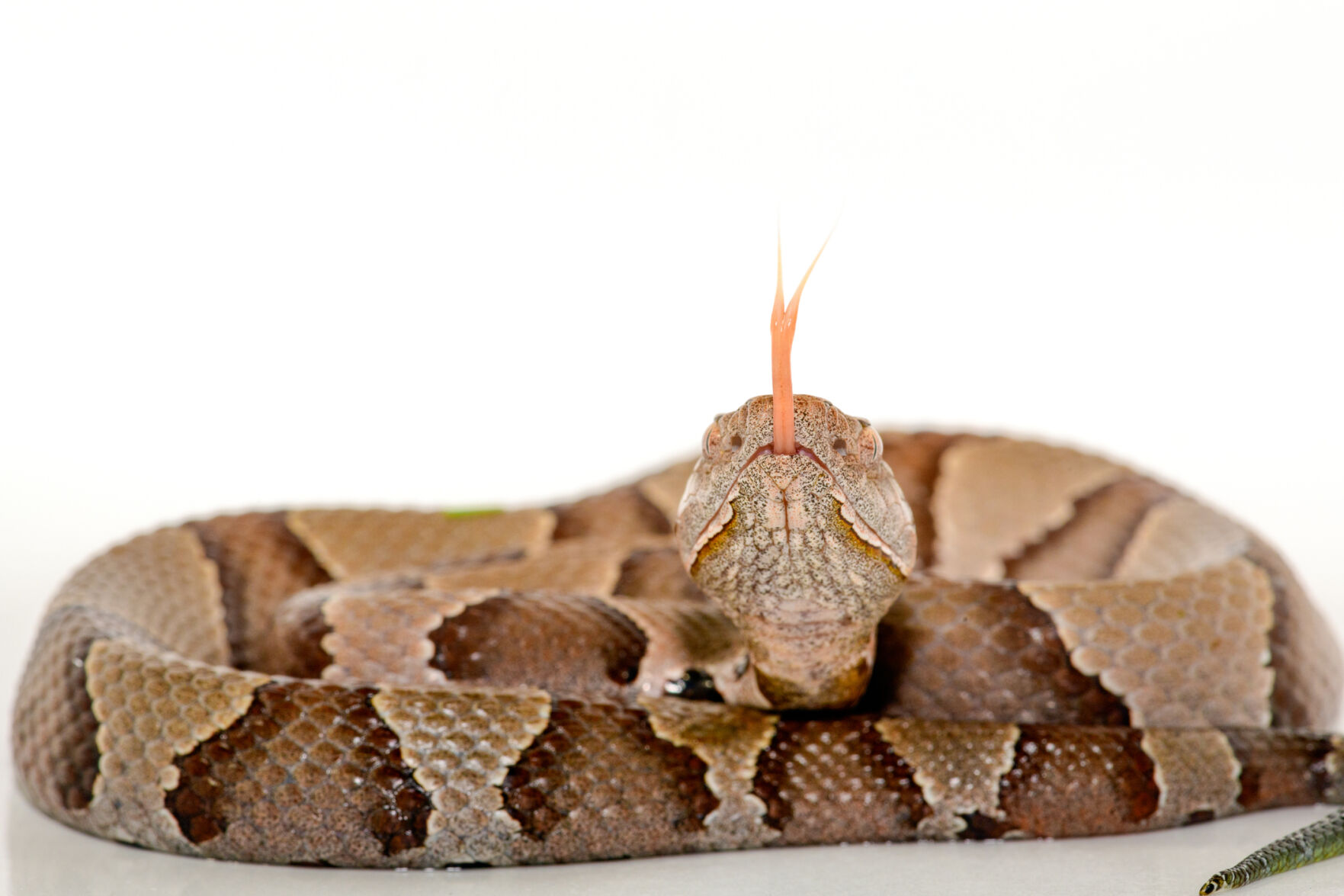 Eastern Copperhead